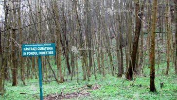 Cod galben de vânt în județul Caraș-Severin, în weekend; informare de intensificări ale vântului în majoritatea regiunilor, până duminică...
