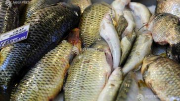 Peștele și conservele din pește, mai scumpe cu 7,8% în februarie