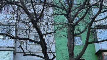 Buzău: Zeci de nuci tăiați, doar cu autorizație; sunt o specie protejată, valoroasă economic (GALERIE FOTO)
