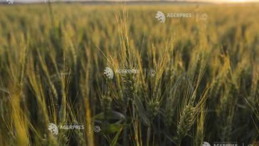 Războiul din Iran majorează prețurile îngrășămintelor, sporind temerile privind costurile cu alimentele