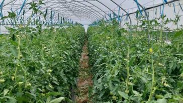 Maramureș: Legumele din semințe autohtone, căutate și apreciate pe piața de profil