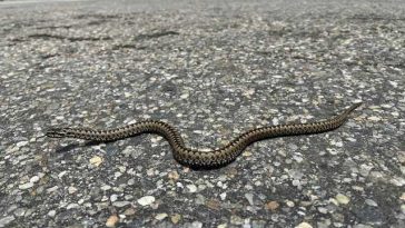 O moleculă descoperită în sângele pitonilor ar putea deschide calea către noi medicamente împotriva obezităţii, afirmă oamenii de ştiinţă