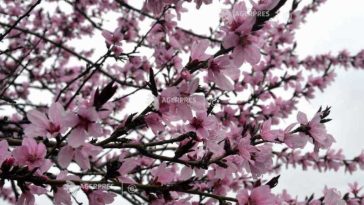 DOCUMENTAR: Luna Aprilie