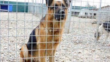 Giurgiu: Verificări la un adăpost de câini, unde ar fi fost ucise mai multe animale; sesizarea nu s-a confirmat
