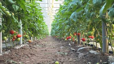 REPORTAJ Olt: Tomatele extratimpurii, vândute la poarta solariilor cu 42 lei /kg; producătorii au avut costuri crescute cu 40 %