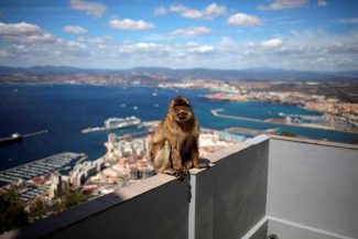 Maimuțele din Gibraltar au găsit o metodă ingenioasă de a evita durerile de burtă provocate de mâncarea nesănătoasă