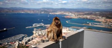 Maimuțele din Gibraltar au găsit o metodă ingenioasă de a evita durerile de burtă provocate de mâncarea nesănătoasă