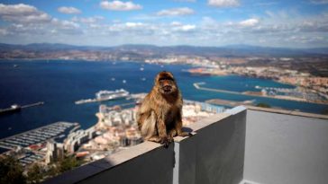 Maimuțele din Gibraltar au găsit o metodă ingenioasă de a evita durerile de burtă provocate de mâncarea nesănătoasă