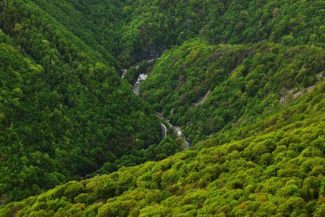 Gorj: ‘Liliecii din defilee: povești nocturne în arii naturale protejate’, proiect lansat în Defilul Jiului