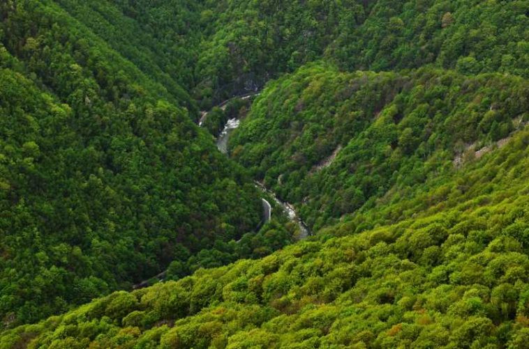 Gorj: ‘Liliecii din defilee: povești nocturne în arii naturale protejate’, proiect lansat în Defilul Jiului