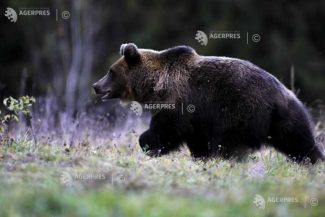 Vrancea: Populația de urși, aproape dublă față de nivelul optim; peste 160 de apeluri la 112 într-un an