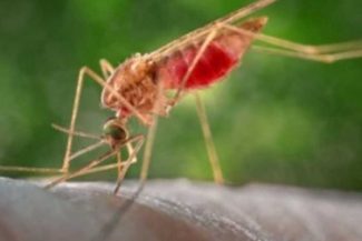 25 aprilie – Ziua mondială de combatere a malariei (OMS)