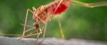 25 aprilie – Ziua mondială de combatere a malariei (OMS)