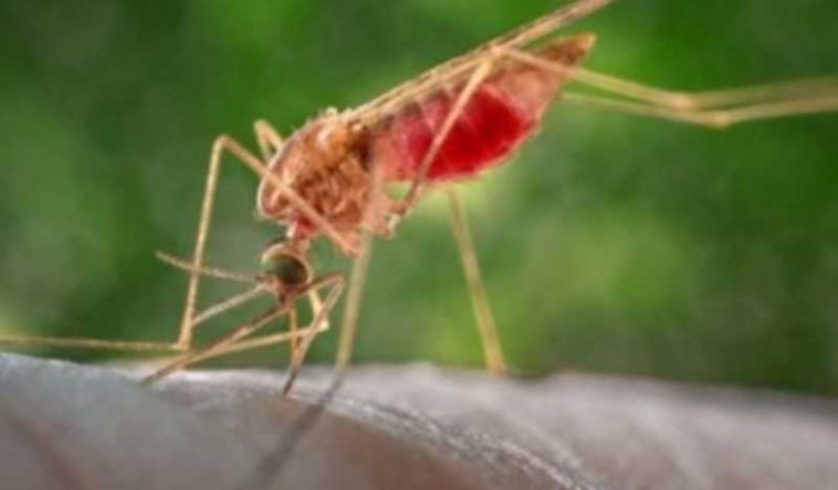 25 aprilie – Ziua mondială de combatere a malariei (OMS)