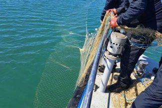 VIDEO Constanța: Șase sturioni, cinci delfini și un rechin prinși în plase ilegale, la Marea Neagră