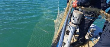 VIDEO Constanța: Șase sturioni, cinci delfini și un rechin prinși în plase ilegale, la Marea Neagră