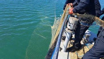 VIDEO Constanța: Șase sturioni, cinci delfini și un rechin prinși în plase ilegale, la Marea Neagră