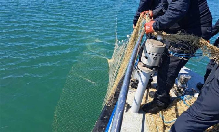 VIDEO Constanța: Șase sturioni, cinci delfini și un rechin prinși în plase ilegale, la Marea Neagră