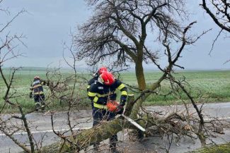 Botoșani: Un copac rupt de vânt a căzut pe DN 29, blocând temporar circulația