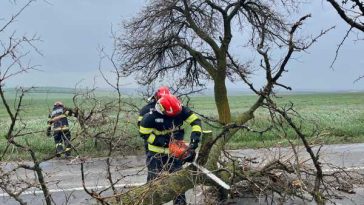 Botoșani: Un copac rupt de vânt a căzut pe DN 29, blocând temporar circulația