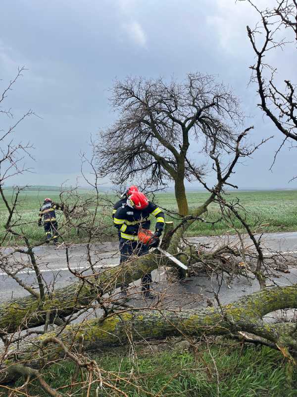 Botoșani: Un copac rupt de vânt a căzut pe DN 29, blocând temporar circulația