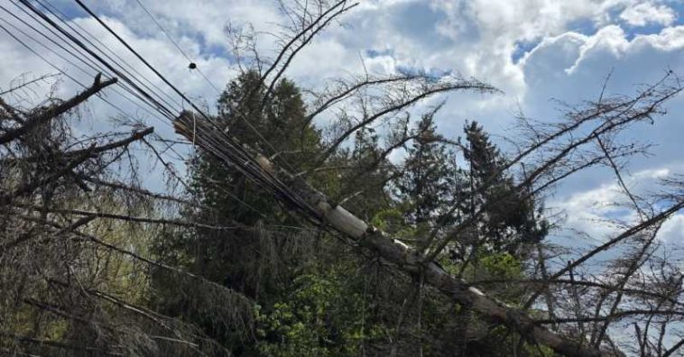 IGSU: Vântul puternic a afectat 56 localități din 14 județe; copaci doborâți și avarii în alimentarea cu energie electrică