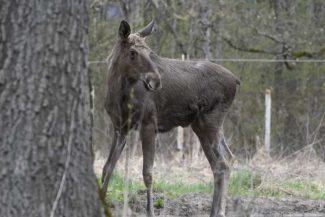 Parcul Natural Vânători-Neamț a achiziționat primii patru elani, în cadrul unui program de repopulare cu acest ierbivor