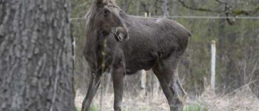 Parcul Natural Vânători-Neamț a achiziționat primii patru elani, în cadrul unui program de repopulare cu acest ierbivor