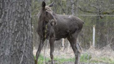 Parcul Natural Vânători-Neamț a achiziționat primii patru elani, în cadrul unui program de repopulare cu acest ierbivor
