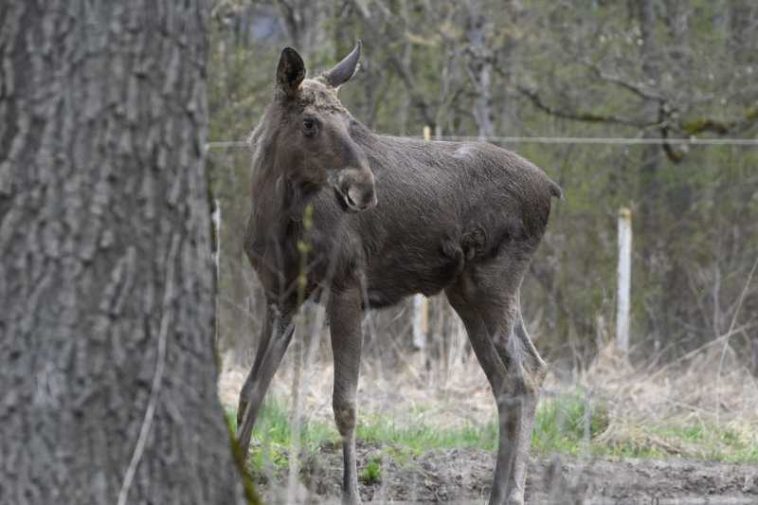 Parcul Natural Vânători-Neamț a achiziționat primii patru elani, în cadrul unui program de repopulare cu acest ierbivor
