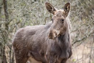 Patru exemplare de elan au fost reintroduse în Parcul Natural Vânători Neamț