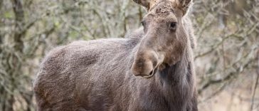 Patru exemplare de elan au fost reintroduse în Parcul Natural Vânători Neamț