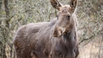 Patru exemplare de elan au fost reintroduse în Parcul Natural Vânători Neamț