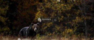 Covasna: Cota de prevenție la urși, majorată de la 54 la 86 de exemplare; prefectul salută decizia