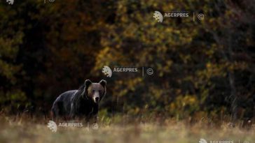 Covasna: Cota de prevenție la urși, majorată de la 54 la 86 de exemplare; prefectul salută decizia