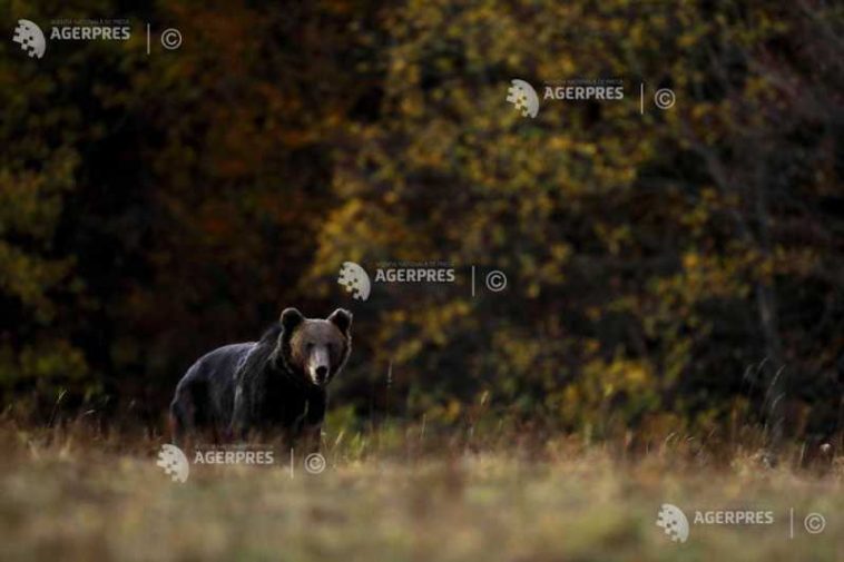 Covasna: Cota de prevenție la urși, majorată de la 54 la 86 de exemplare; prefectul salută decizia