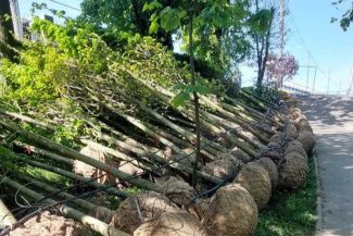 Gorj: Mii de arbori, arbuști și plante ornamentale vor fi plantați în Parcul Central din Târgu Jiu