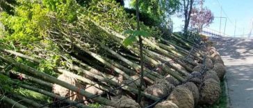 Gorj: Mii de arbori, arbuști și plante ornamentale vor fi plantați în Parcul Central din Târgu Jiu