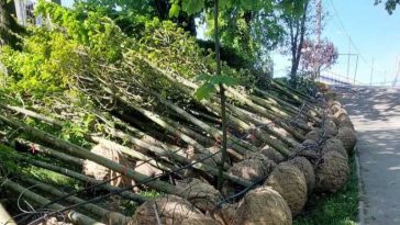 Gorj: Mii de arbori, arbuști și plante ornamentale vor fi plantați în Parcul Central din Târgu Jiu