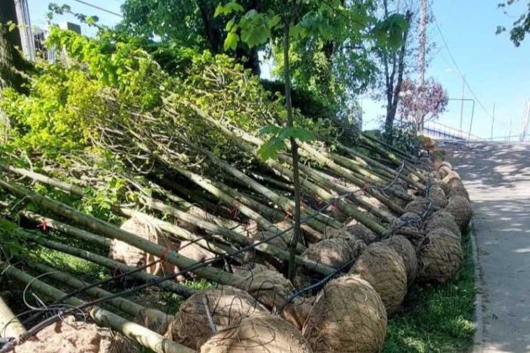 Gorj: Mii de arbori, arbuști și plante ornamentale vor fi plantați în Parcul Central din Târgu Jiu