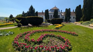 Sălaj: Grădina Botanică din Jibou, destinație de 1 Mai; zeci de mii de lalele și cireși japonezi înfloriți