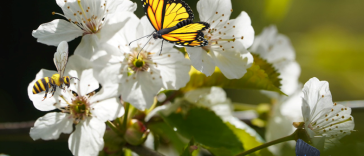 Galați: Grădină dedicată polenizatorilor, amenajată în Grădina Botanică, pe o suprafață de 500 de metri pătrați