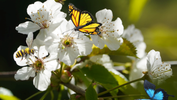 Galați: Grădină dedicată polenizatorilor, amenajată în Grădina Botanică, pe o suprafață de 500 de metri pătrați