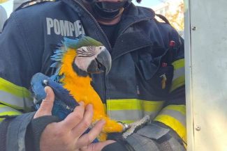 Misiune inedită a pompierilor din Turda, care au salvat un pui de papagal din vârful unui brad