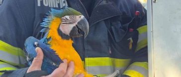 Misiune inedită a pompierilor din Turda, care au salvat un pui de papagal din vârful unui brad