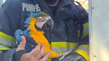 Misiune inedită a pompierilor din Turda, care au salvat un pui de papagal din vârful unui brad