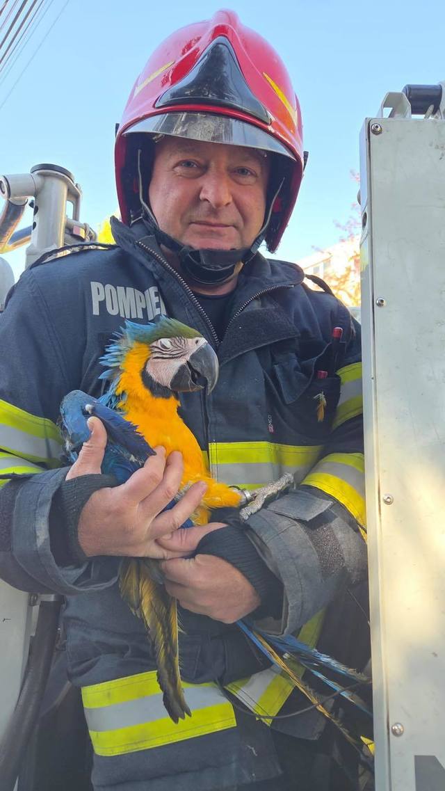 Misiune inedită a pompierilor din Turda, care au salvat un pui de papagal din vârful unui brad