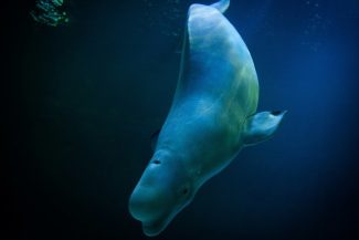 Norvegia: O belugă a fost observată într-un râu la aproximativ şaizeci de kilometri de Oslo