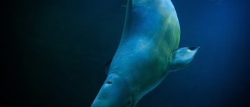 Norvegia: O belugă a fost observată într-un râu la aproximativ şaizeci de kilometri de Oslo