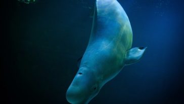 Norvegia: O belugă a fost observată într-un râu la aproximativ şaizeci de kilometri de Oslo